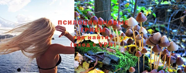 прущие грибы Семикаракорск
