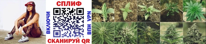 как найти закладки  Елабуга  МАРИХУАНА White Widow 